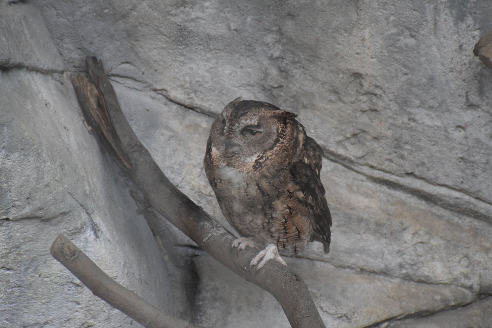 Japanese scops-owl