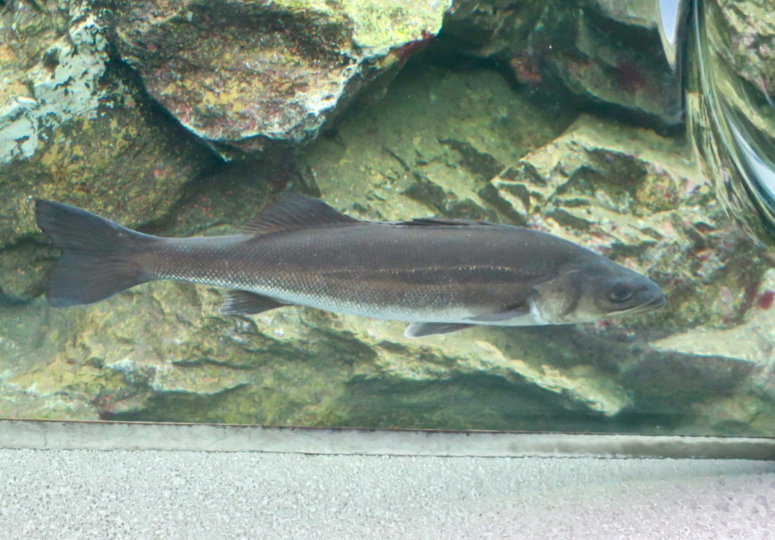 Japanese Sea Bass (Lateolabrax japonicus) - Himeji City Aquarium