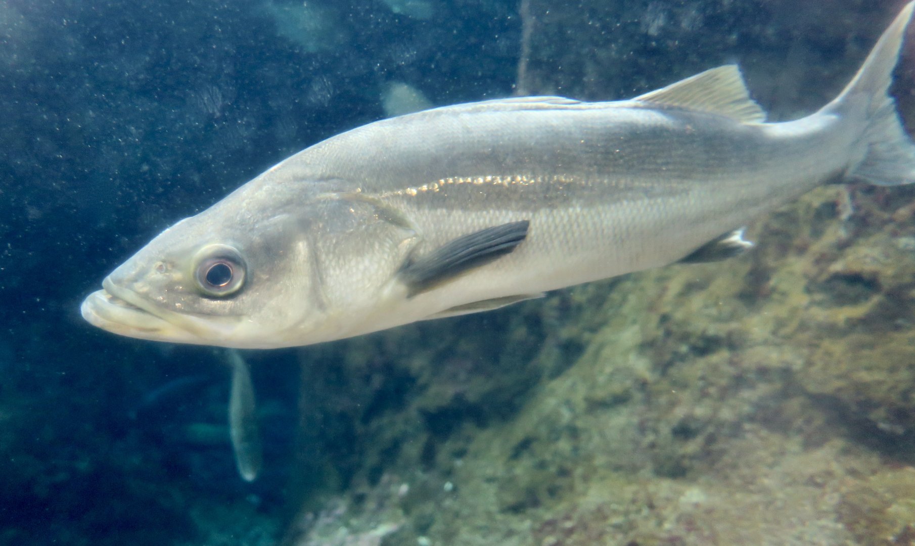 Japanese Sea Bass (Lateolabrax japonicus)