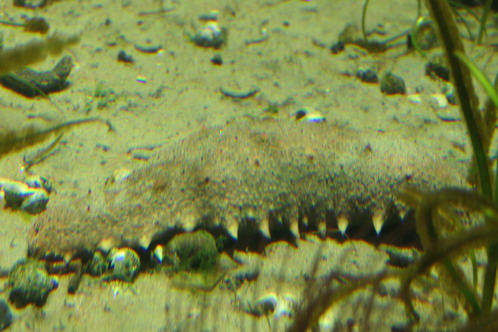 Japanese Sea Cucumber (Apostichopus japonicus)