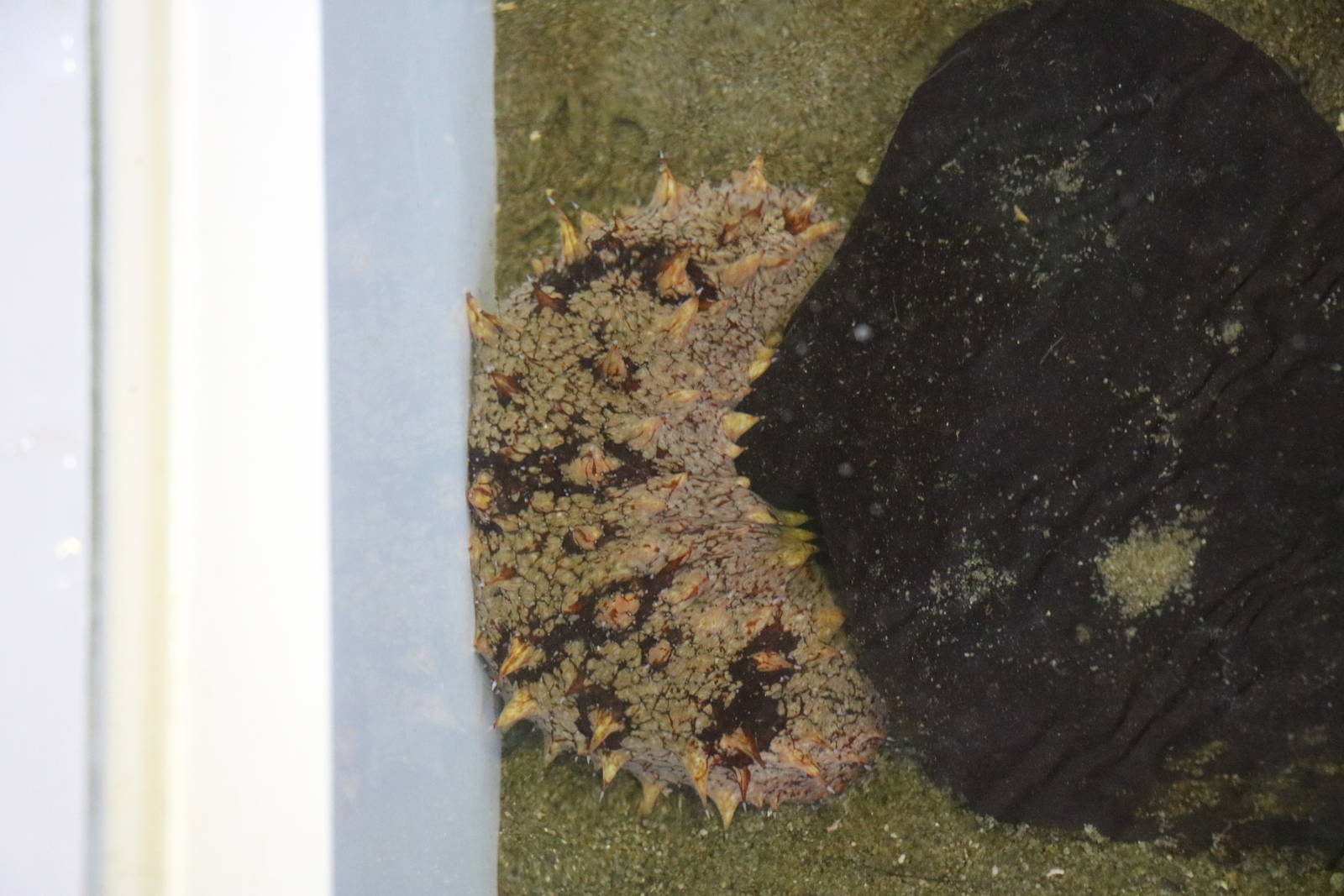 Japanese sea cucumber, February 2016