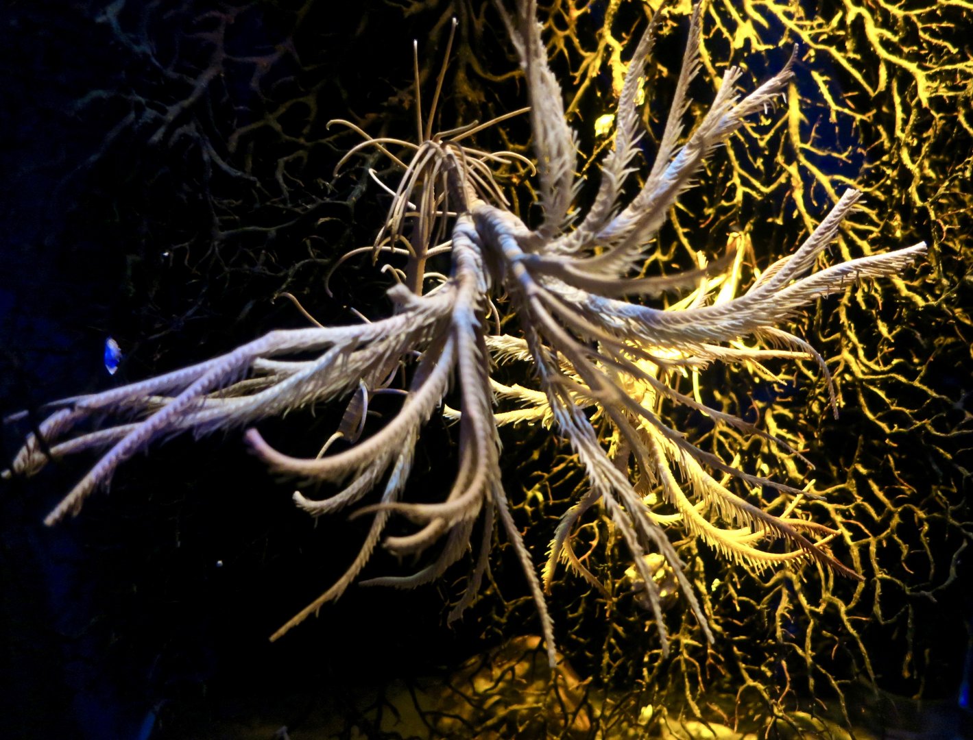 Japanese Sea Lily (Metacrinus rotundus)