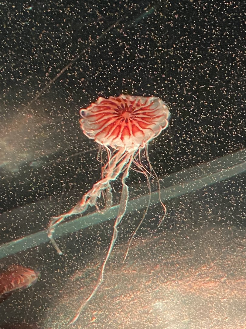 Japanese sea nettle 060125