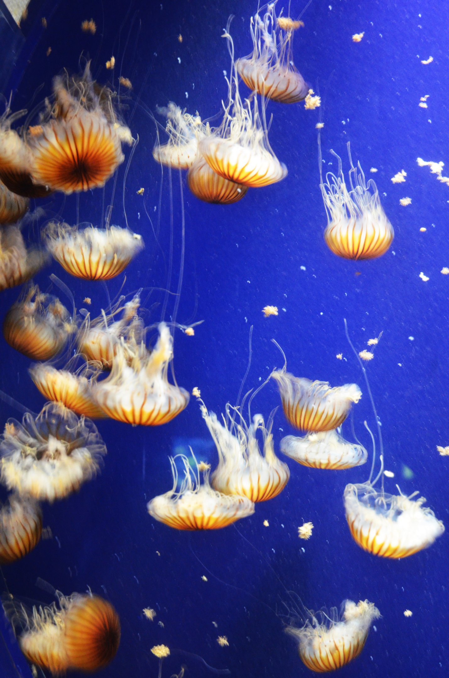 Japanese Sea Nettle at Duisburg, 17/06/19