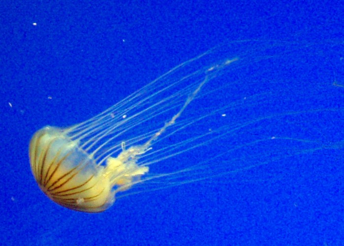 Japanese Sea Nettle (Chrysaora melanaster)