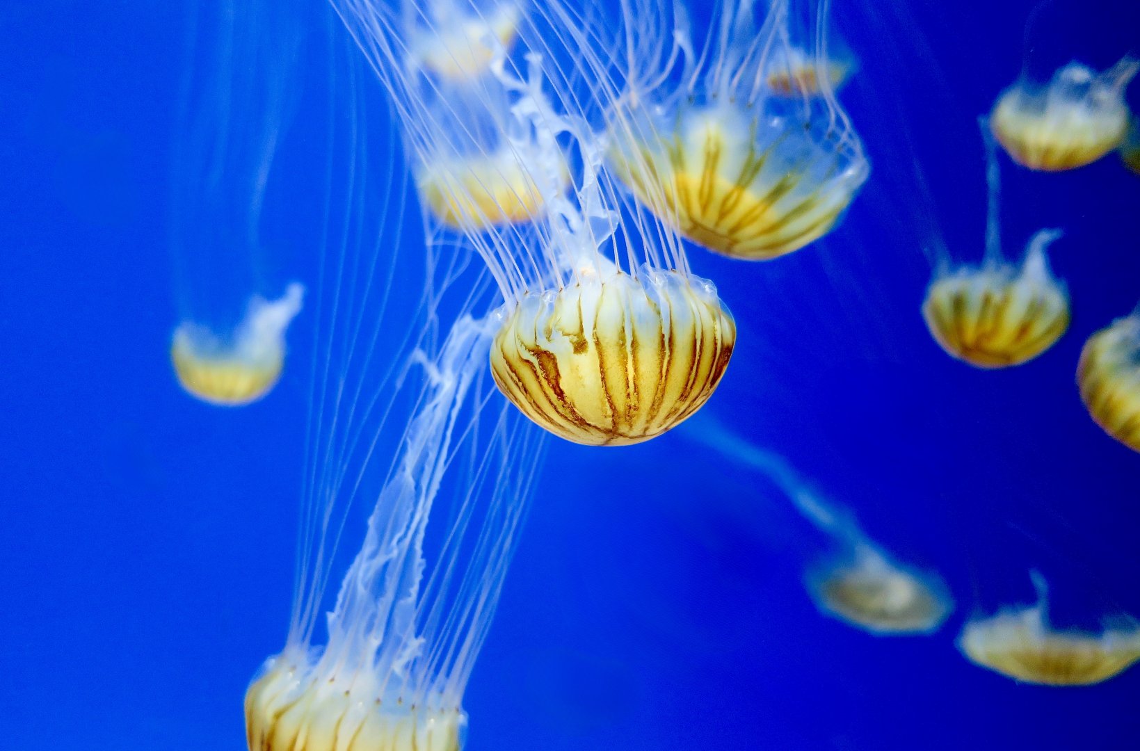 Japanese Sea Nettle (Chrysaora pacifica) - Xpark