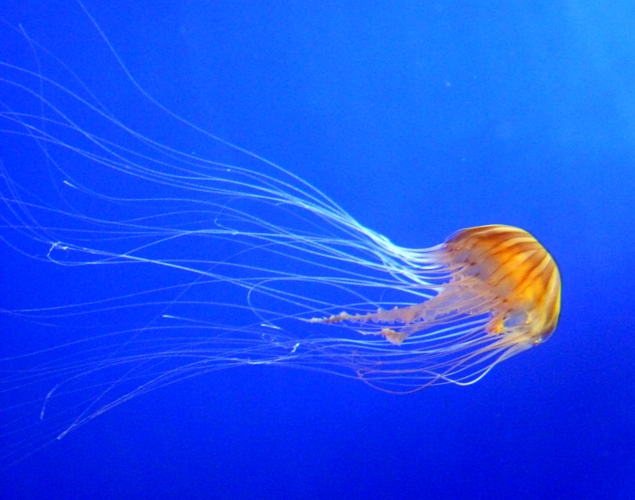 Japanese sea nettle (Chrysaora pacifica)