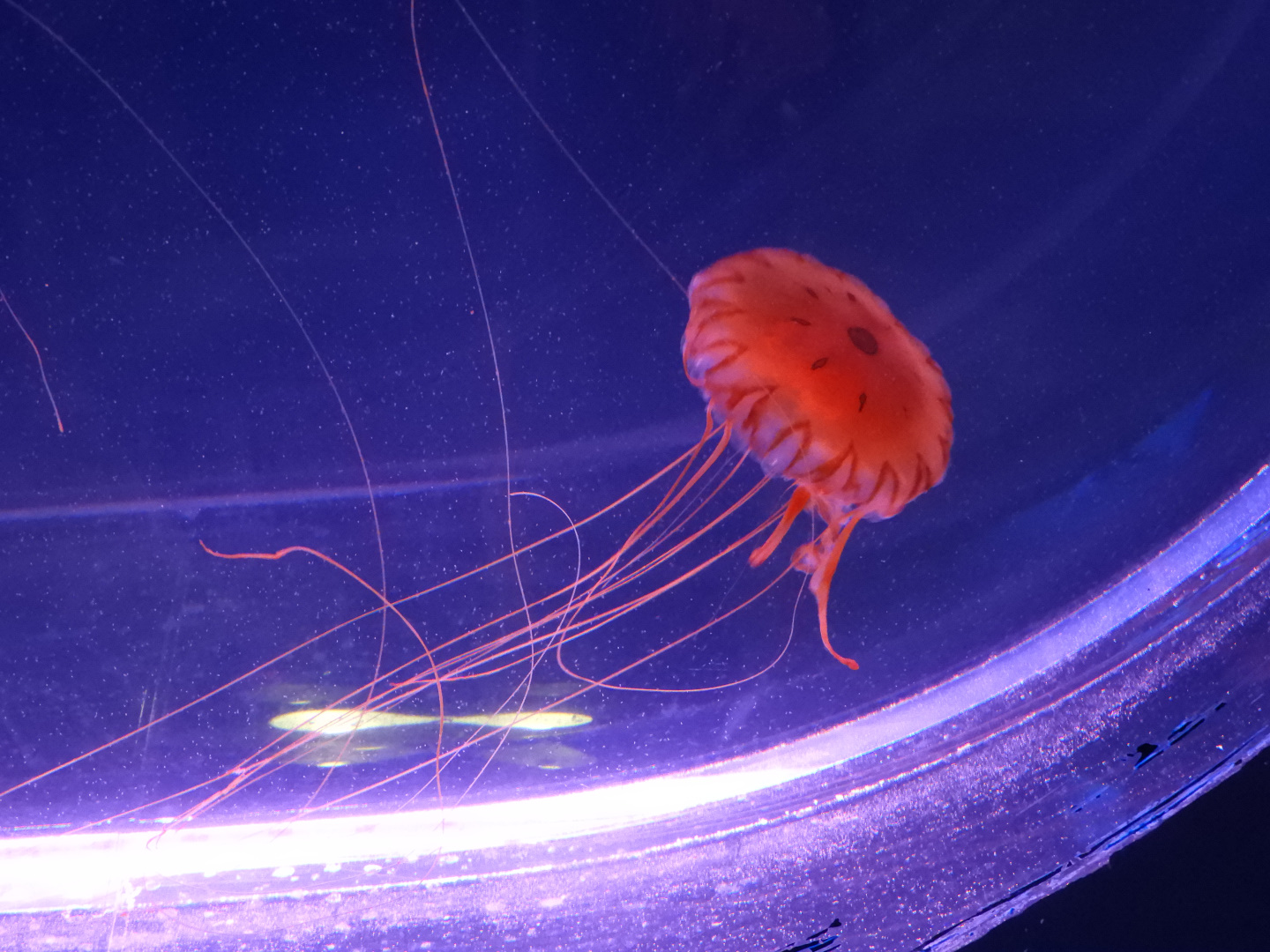 Japanese Sea Nettle (Chrysaora pacifica)