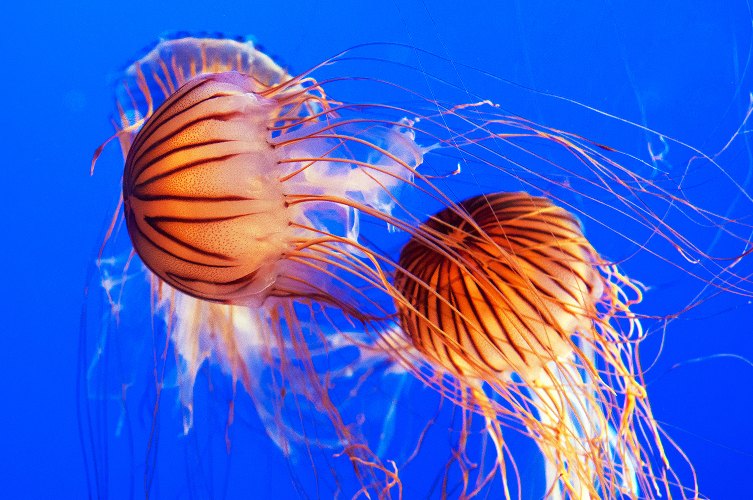 Japanese Sea Nettle (Chrysaora pacifica)