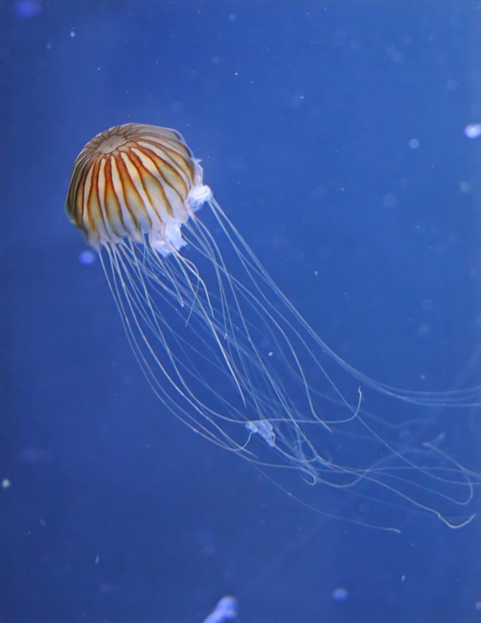 Japanese sea nettle (Chrysaora pacifica)