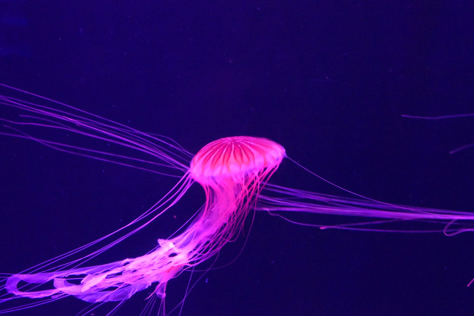 Japanese Sea Nettle (Chrysaora pacifica)