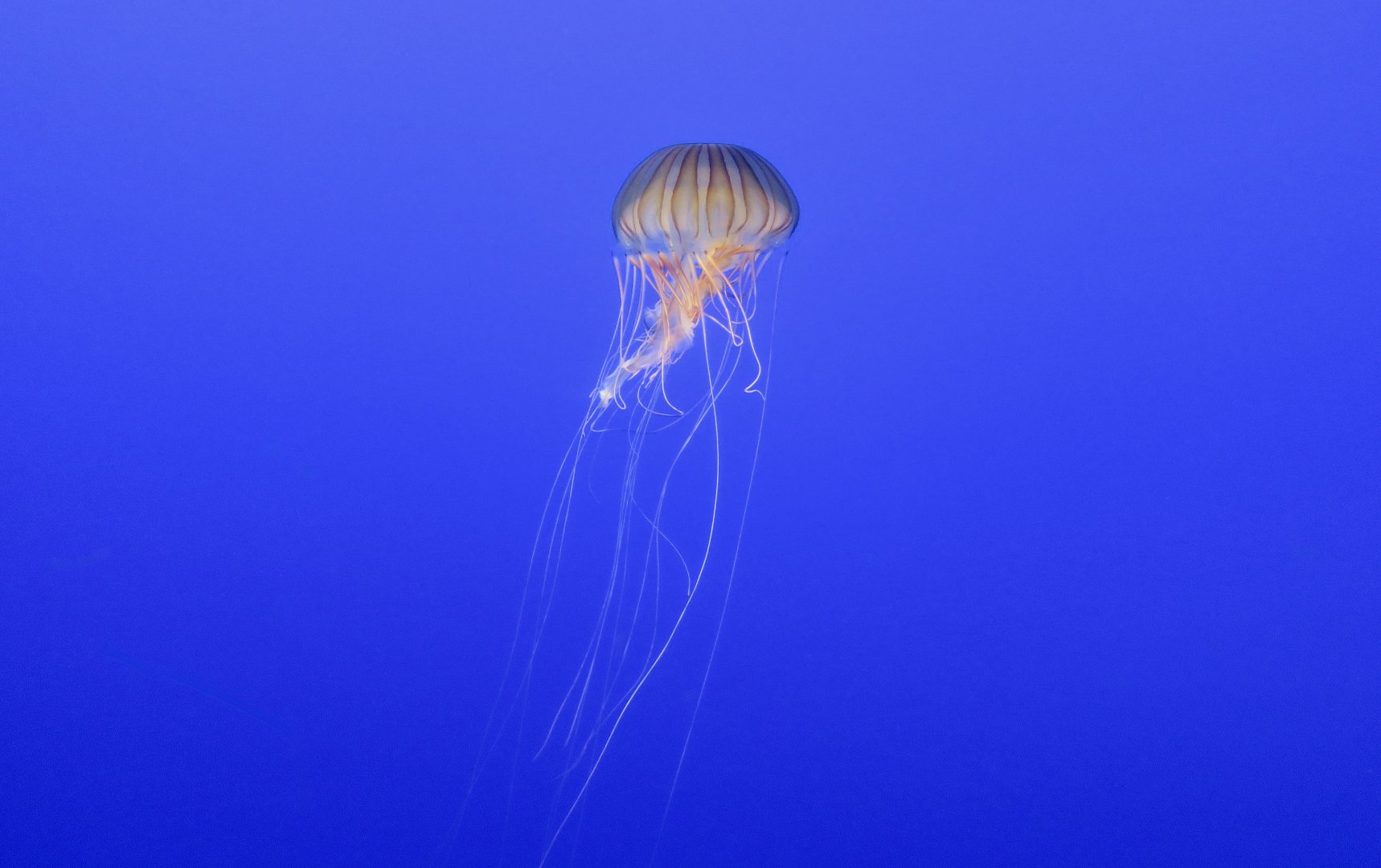 Japanese Sea Nettle (Chrysaora pacifica)