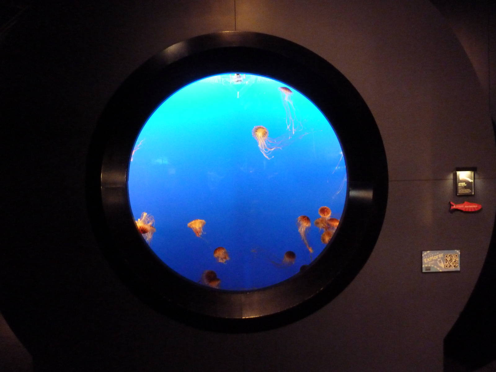 Japanese Sea Nettle Exhibit