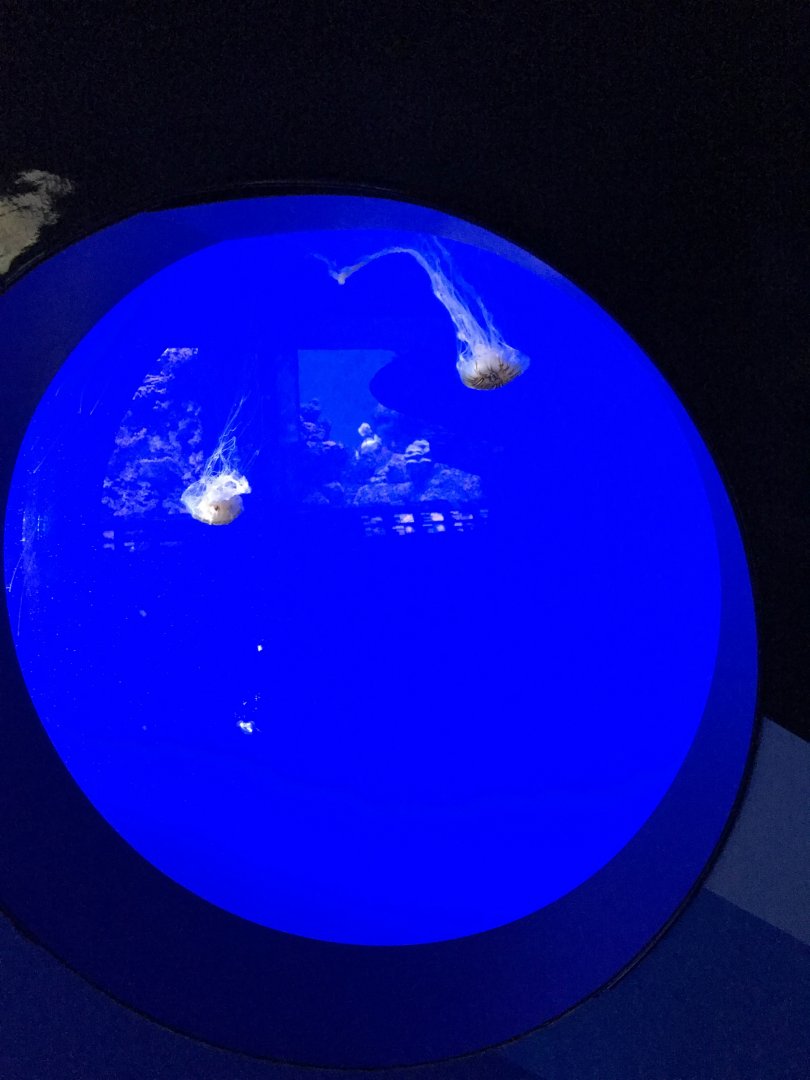 Japanese sea nettle exhibit