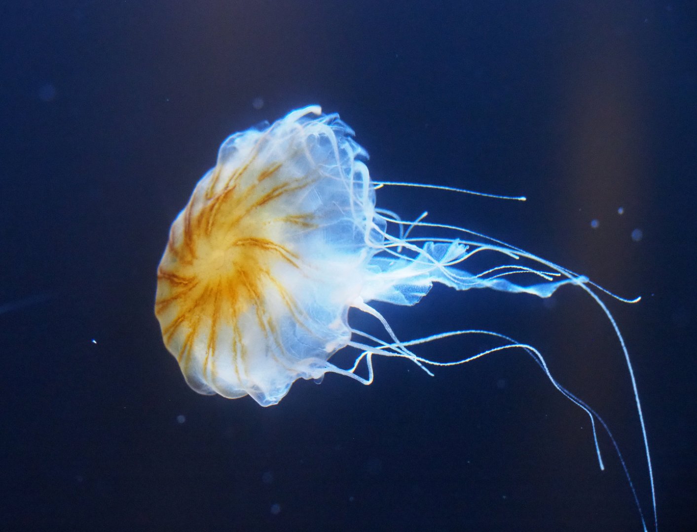 Japanese sea nettle jellyfish (Chrysaora pacifica), 2019-10-05
