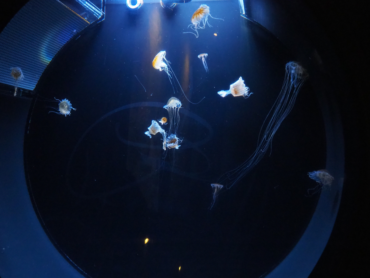 Japanese sea nettle jellyfish (Chrysaora pacifica) tank, 2019-10-05