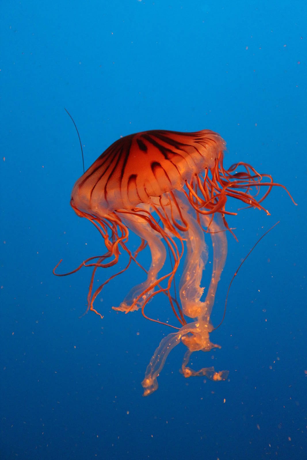 Japanese Sea Nettle - Nov 2014
