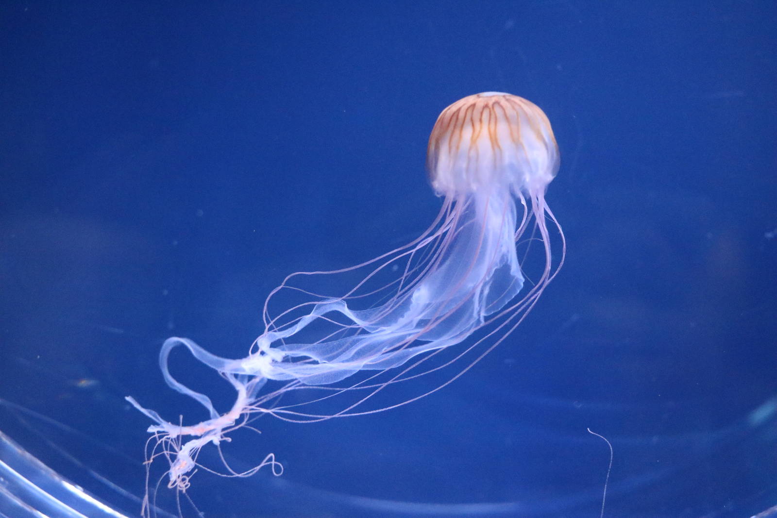 Japanese sea nettle - Sumida Aquarium, February 2016