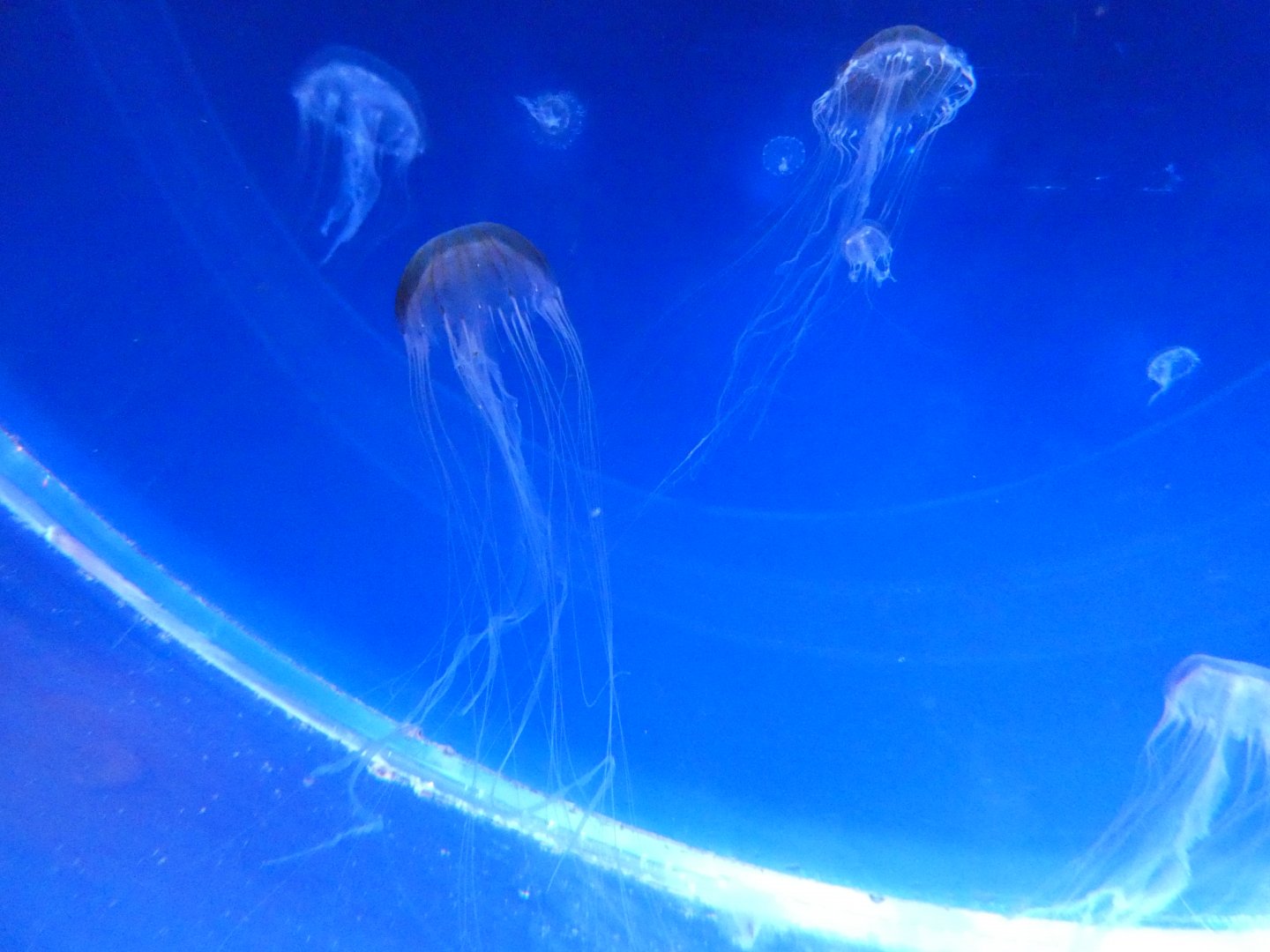 Japanese sea nettle - Svět Medúz