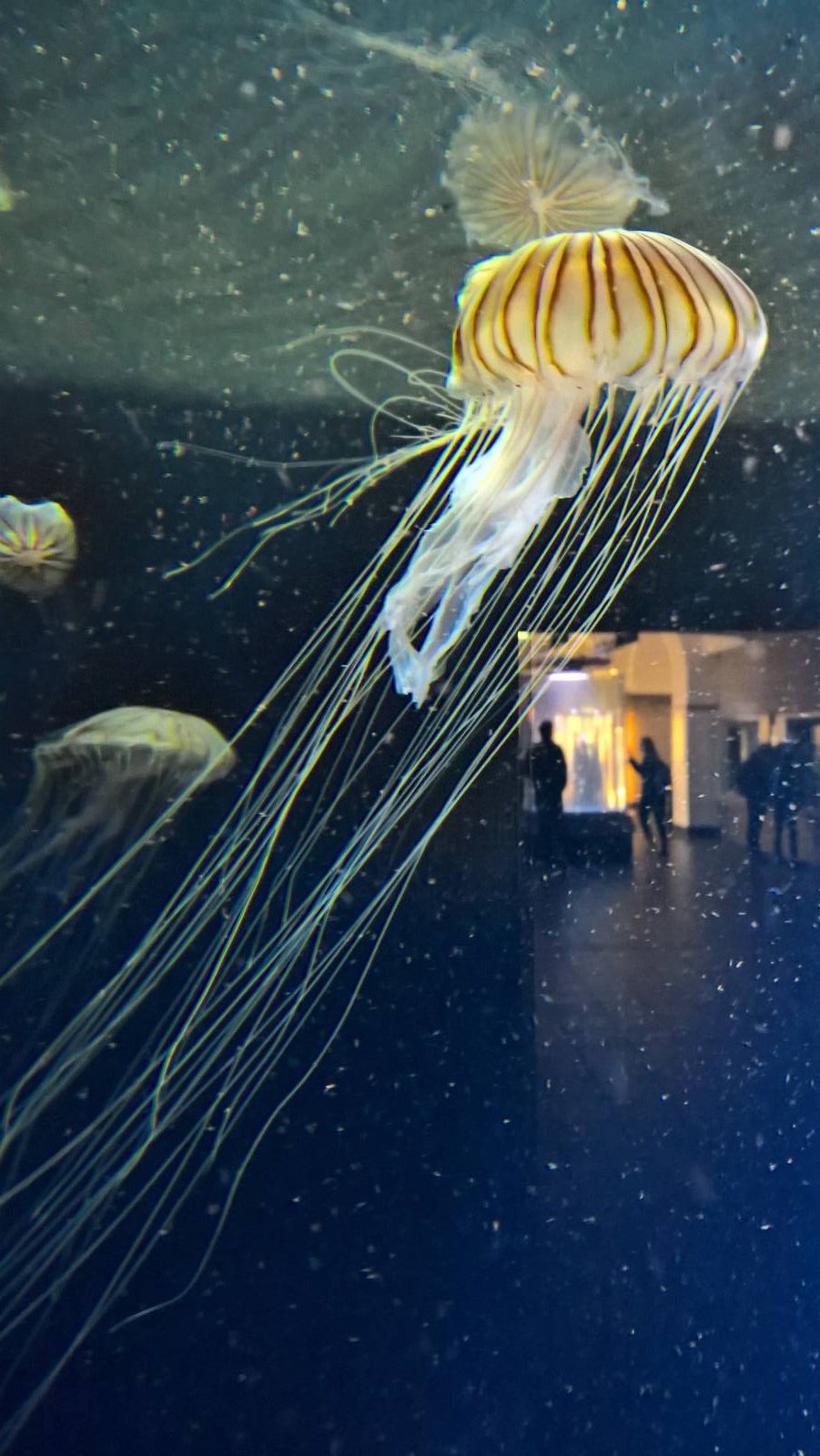 Japanese Sea Nettle