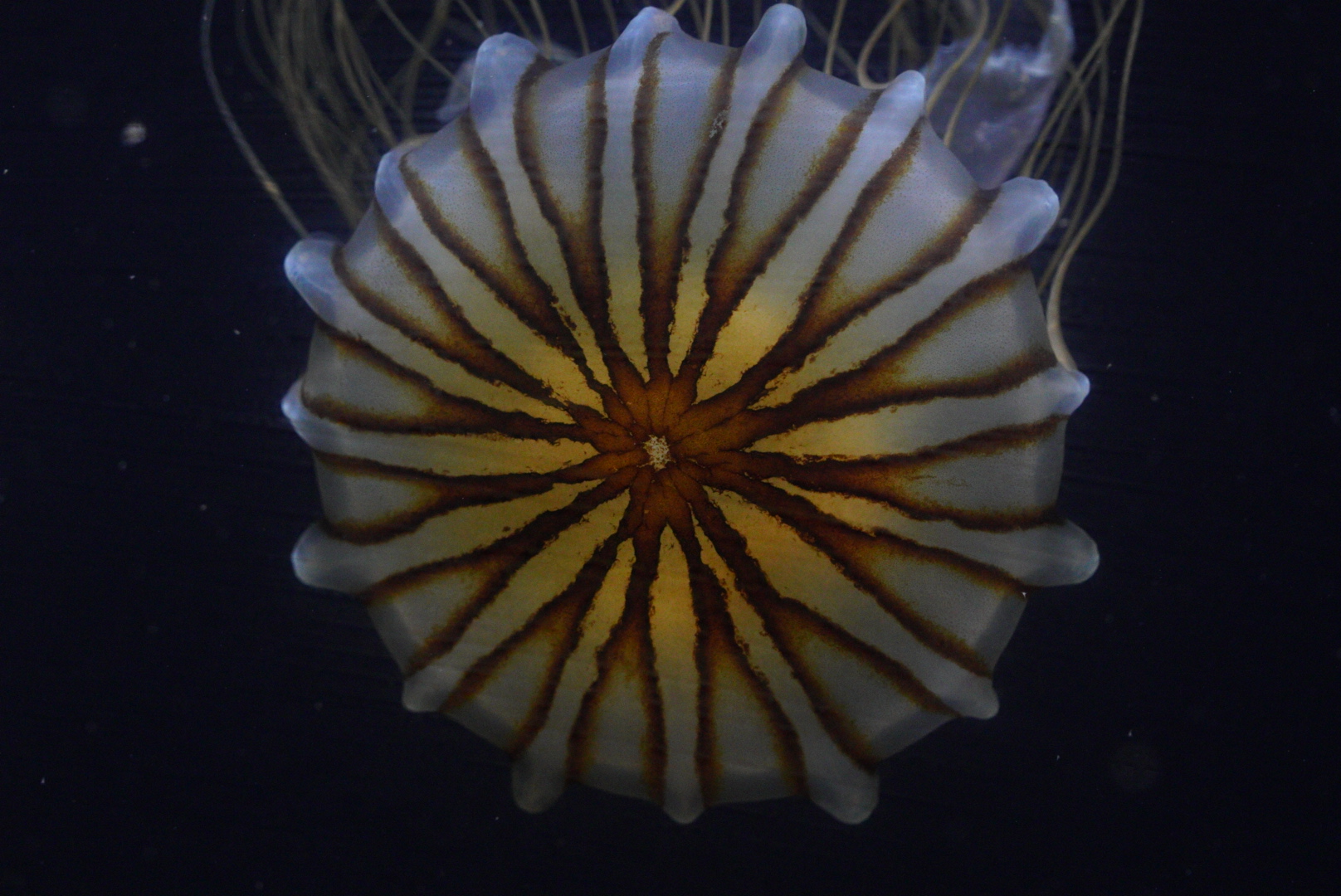 Japanese Sea Nettle