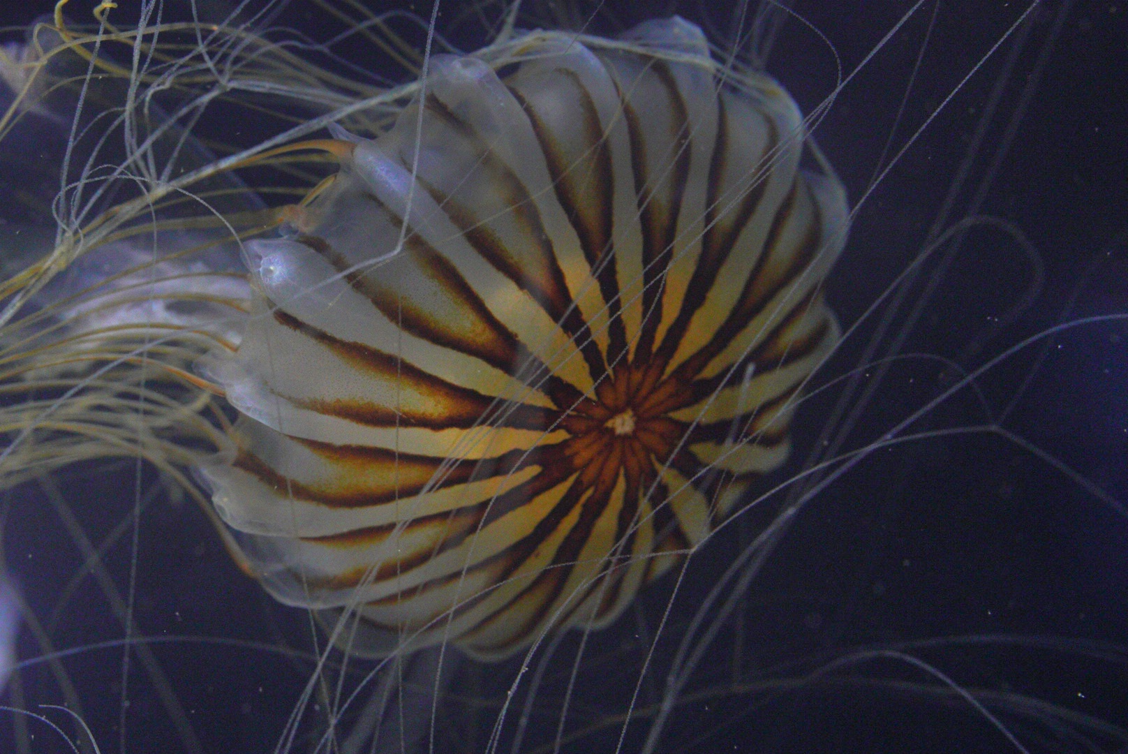 Japanese Sea Nettle