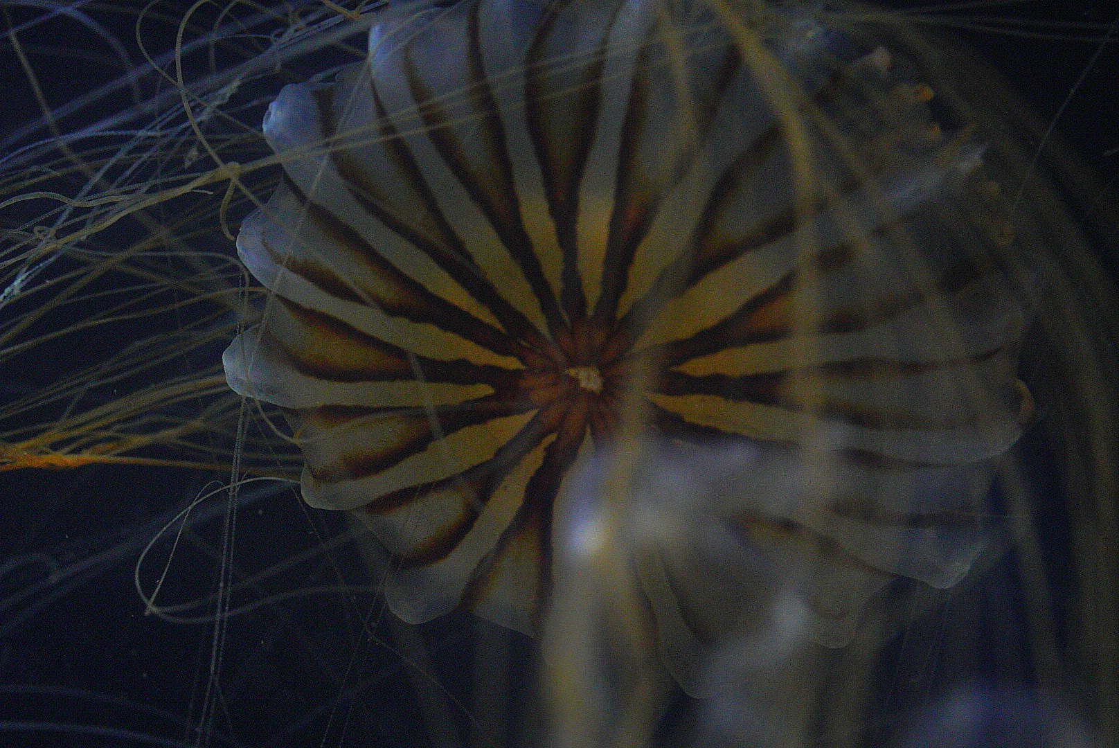 Japanese Sea Nettle