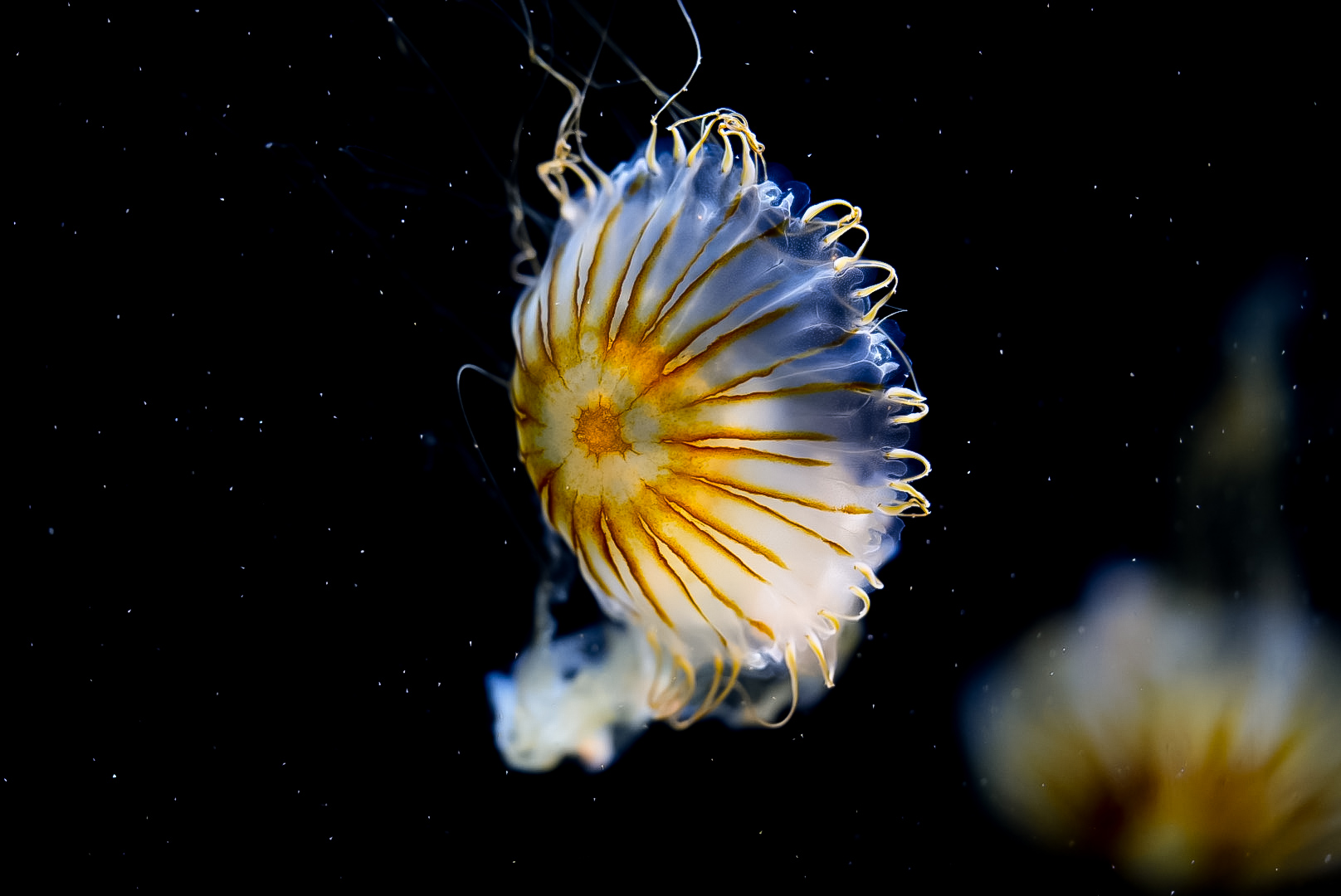 Japanese Sea Nettle