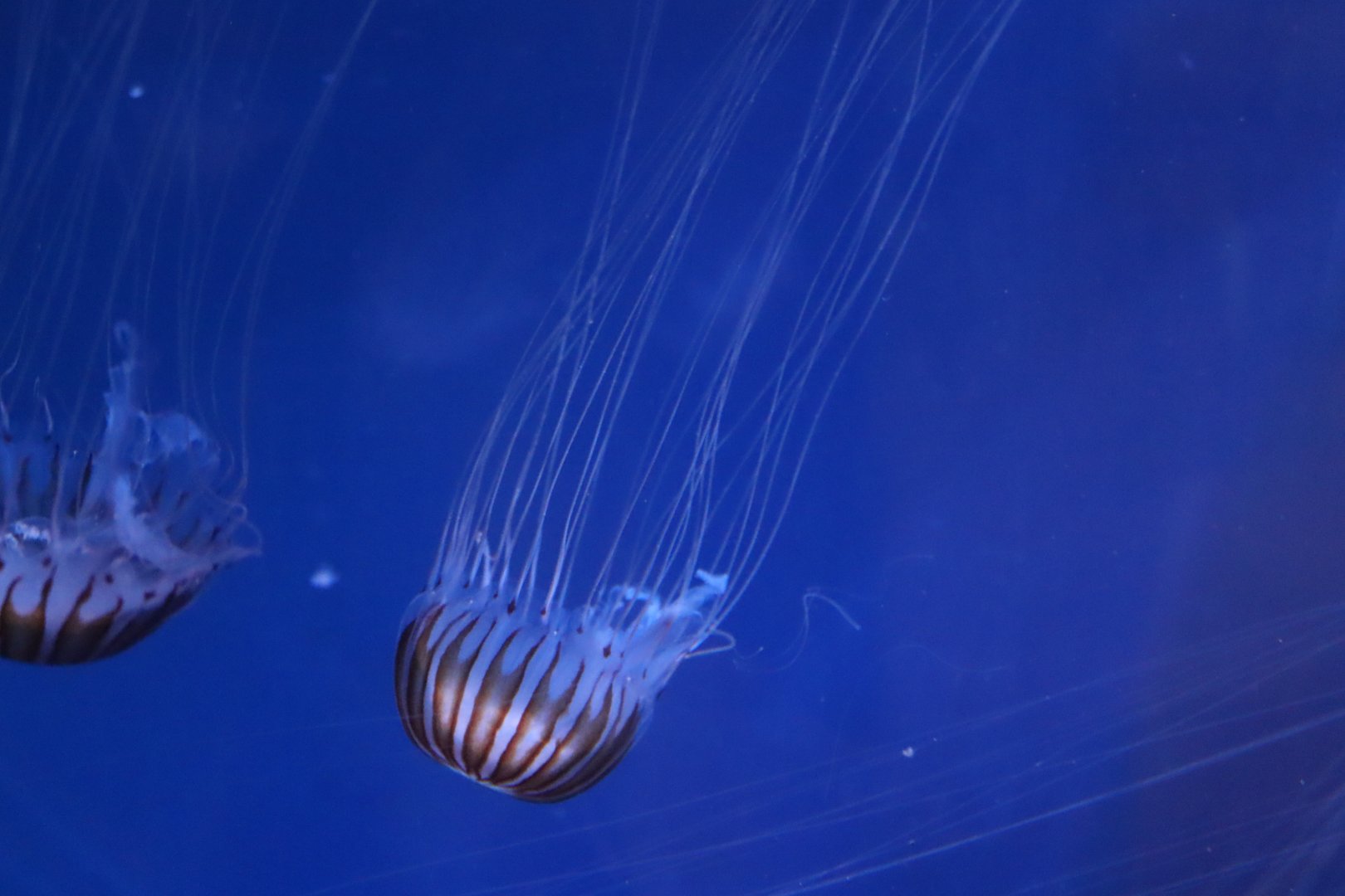 Japanese Sea Nettle