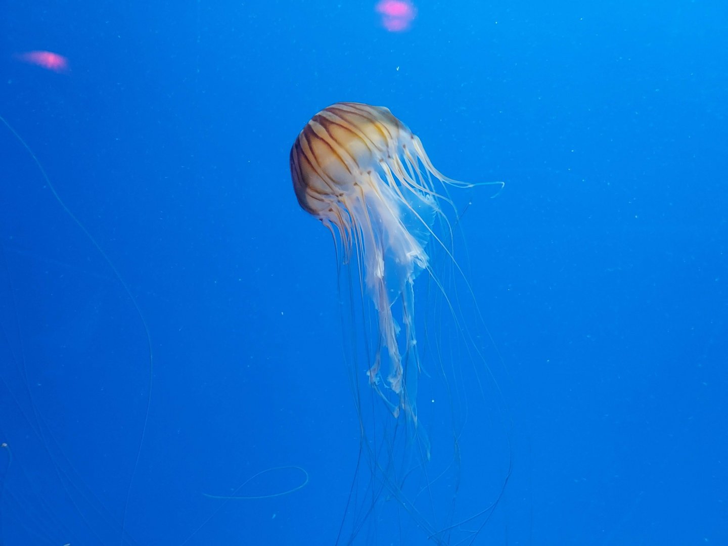 Japanese Sea Nettle