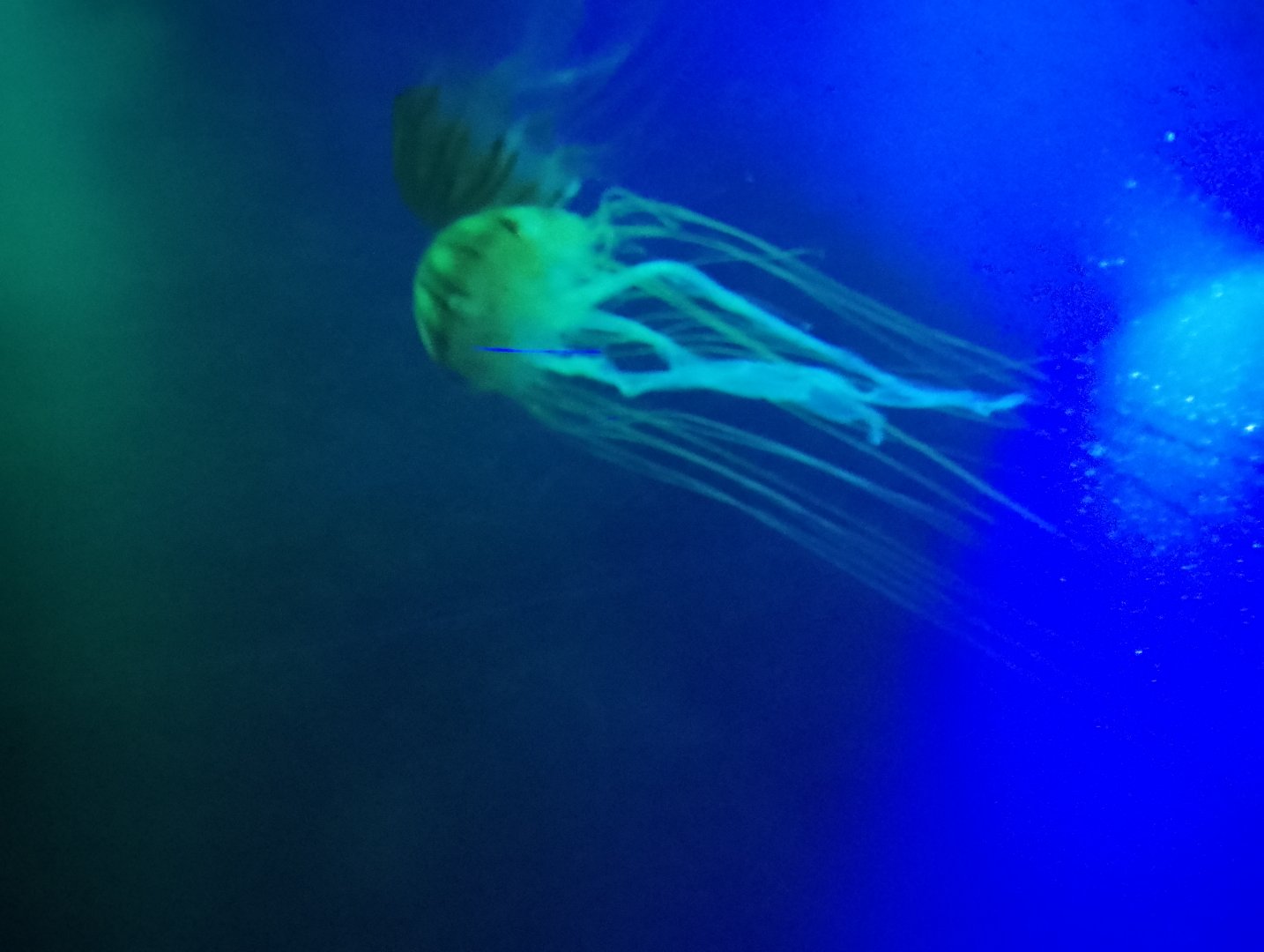 Japanese sea nettle