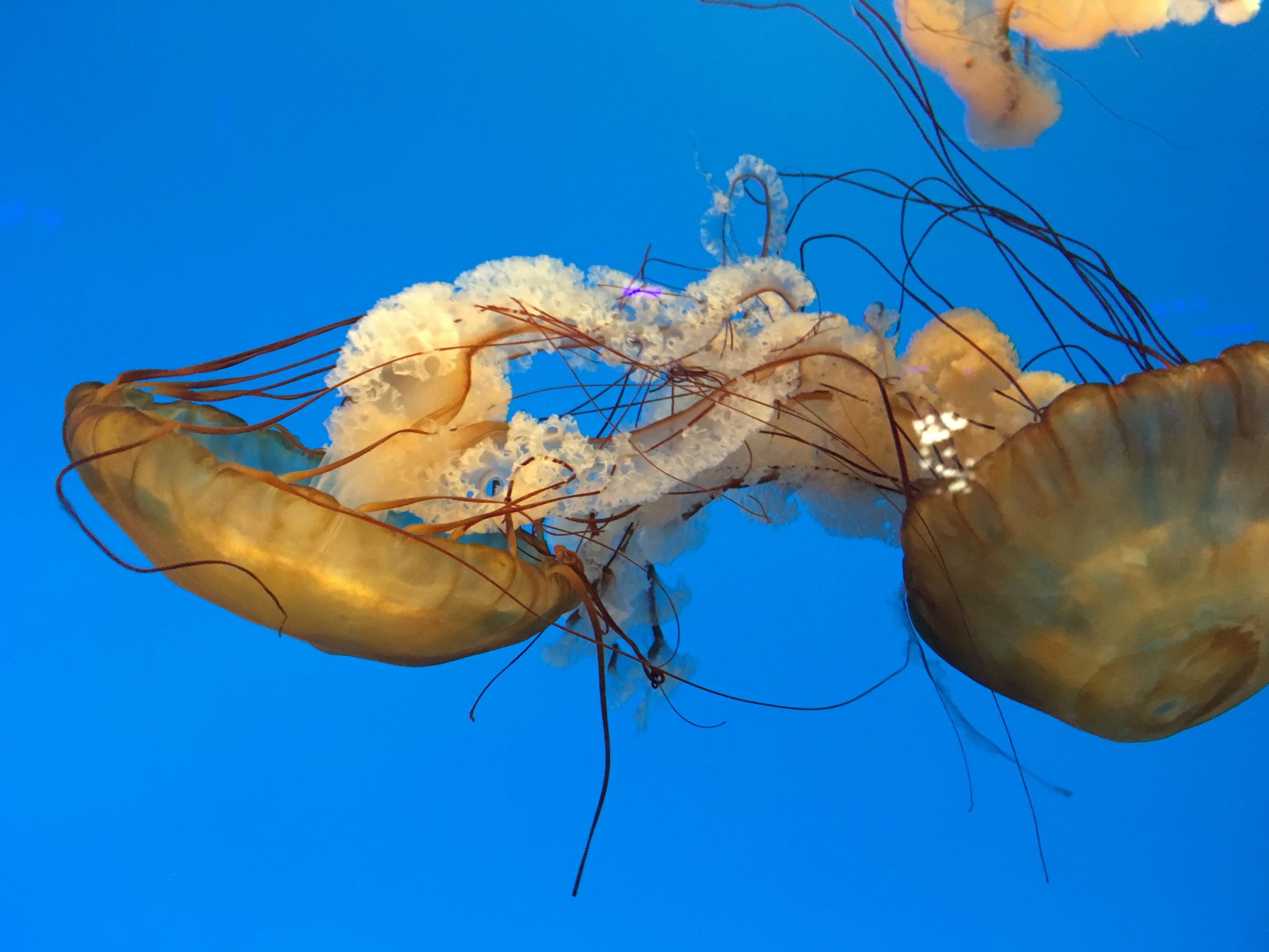 Japanese Sea Nettles (2016)