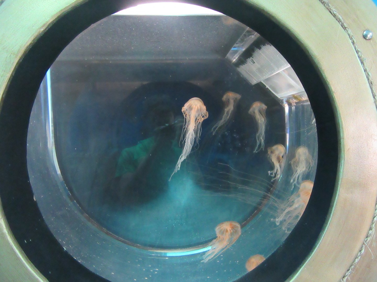 Japanese Sea Nettles-New in 2019