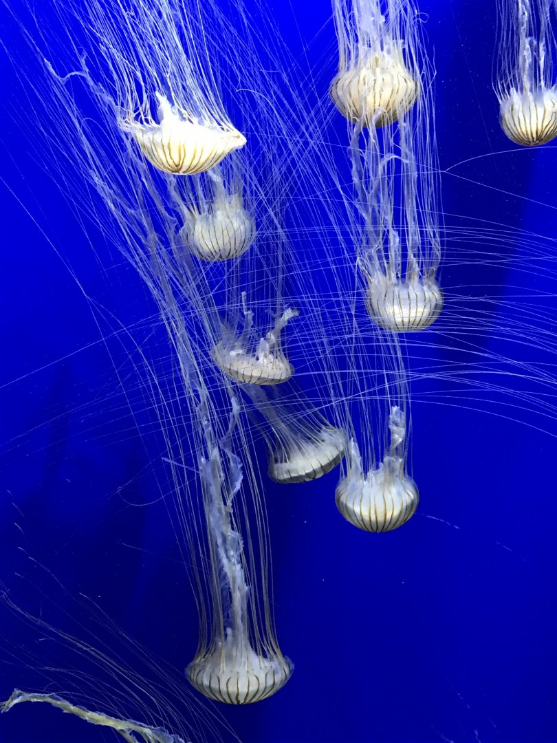 Japanese sea nettles