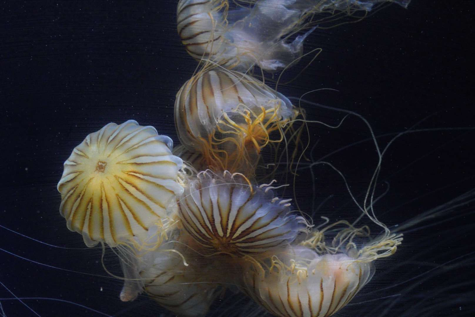 Japanese Sea Nettles
