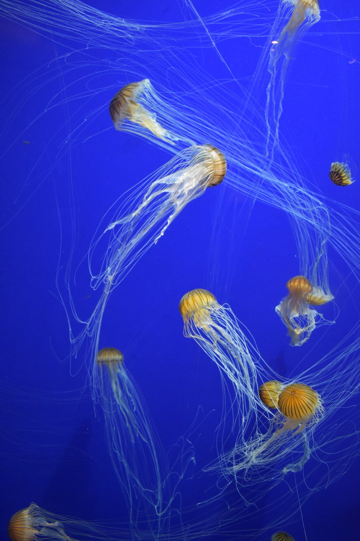 Japanese Sea Nettles