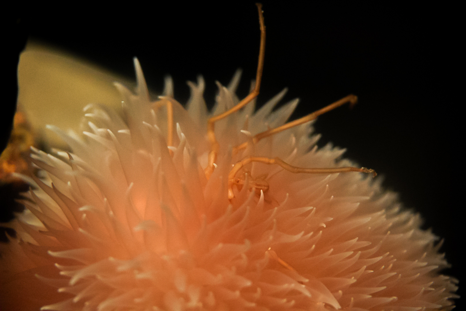 Japanese Sea Spider eating Pom Pom Anemone