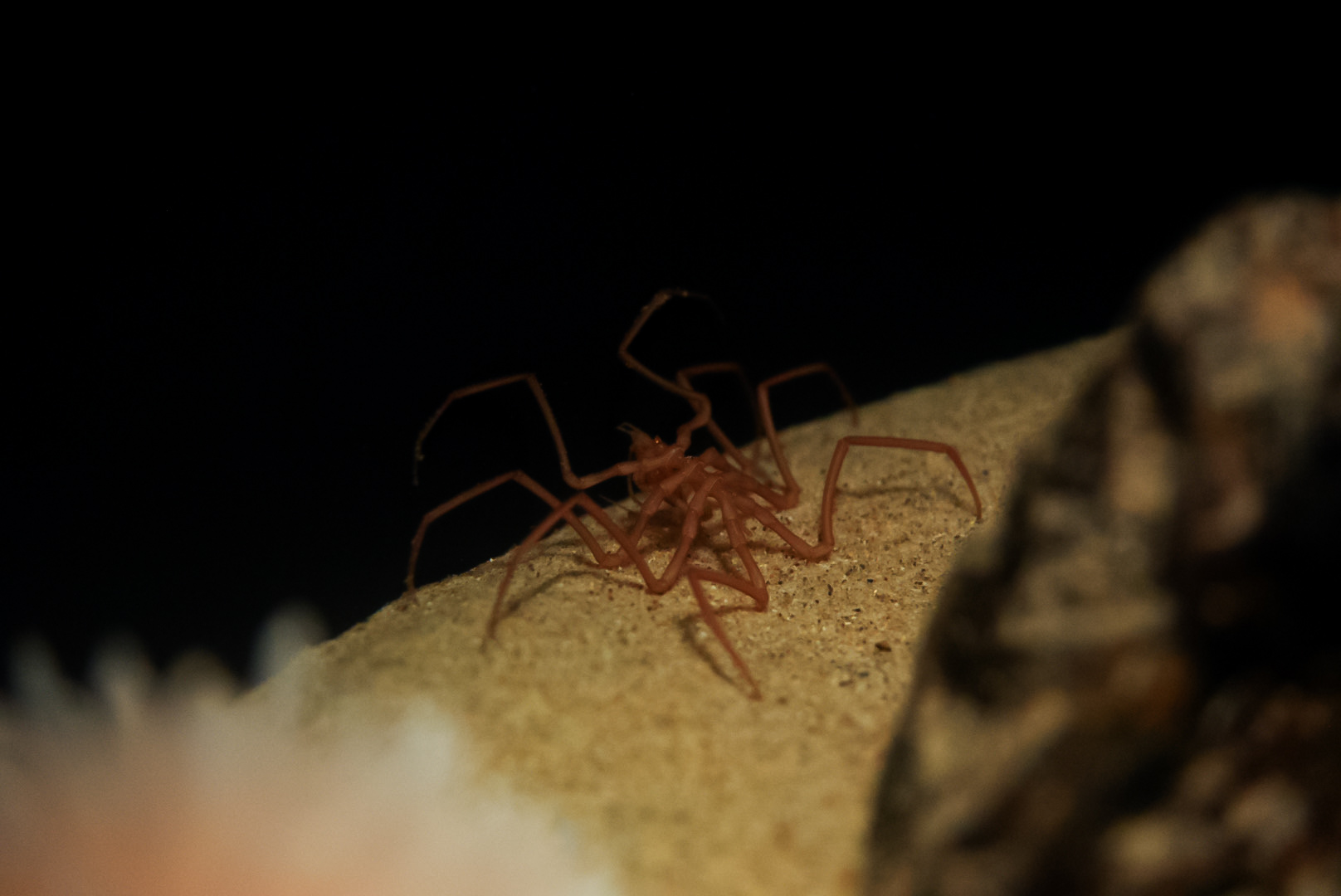 Japanese Sea Spider