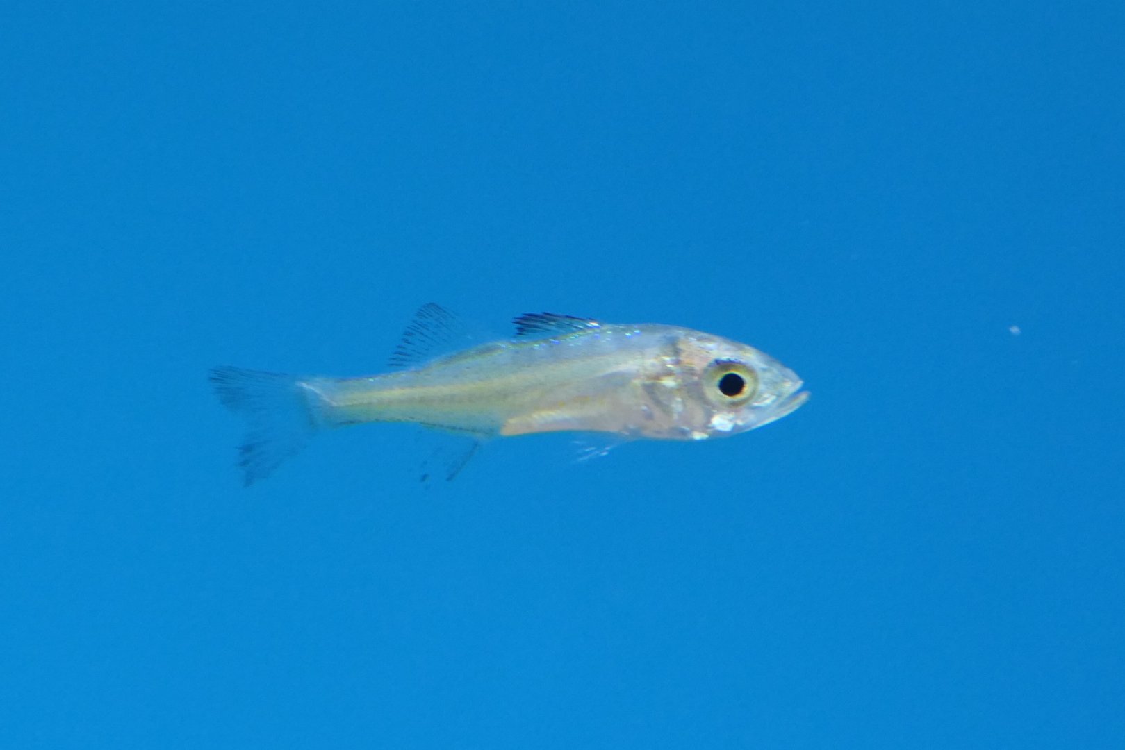 Japanese Seabass fry (Lateolabrax japonicus)
