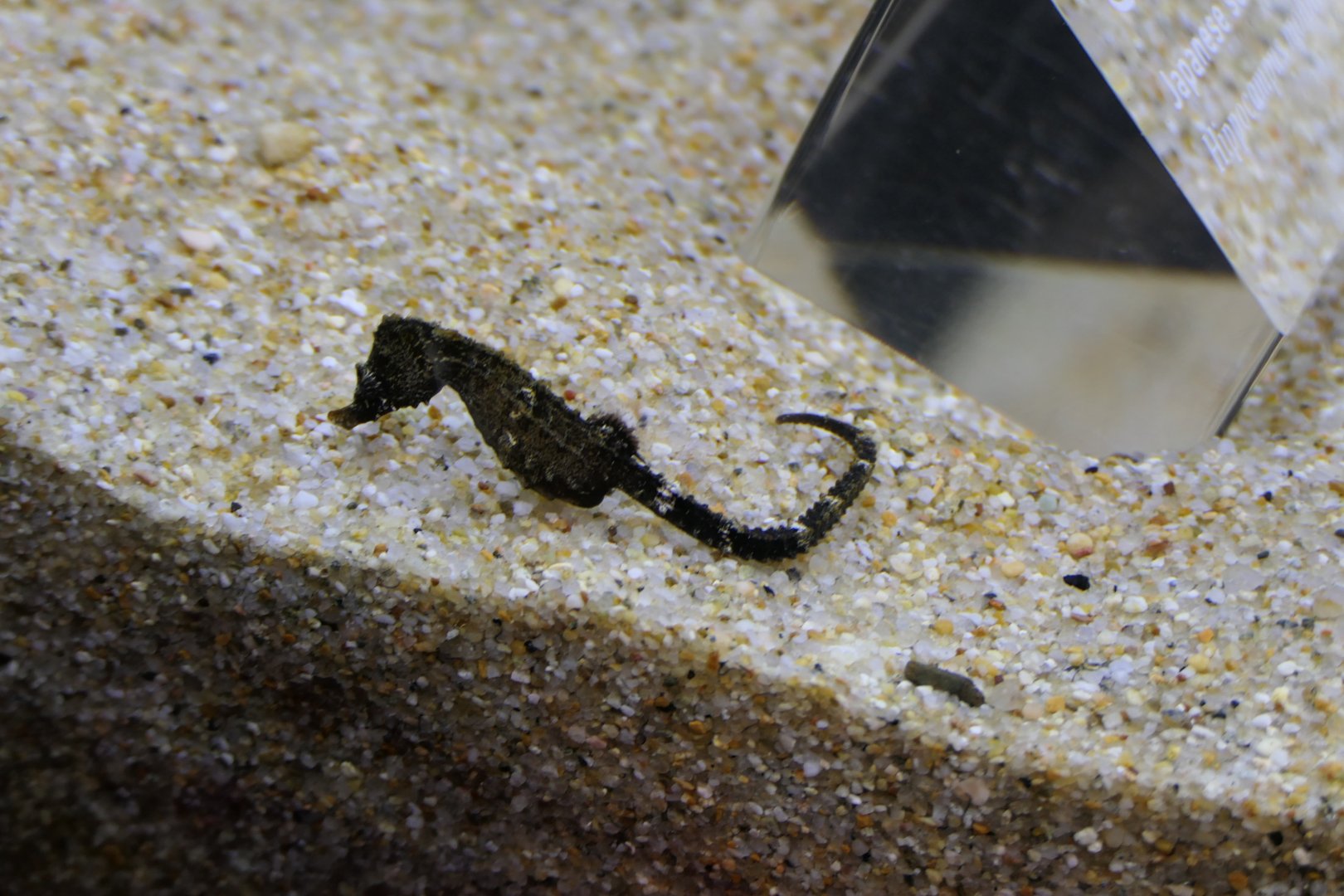 Japanese Seahorse (Hippocampus mohnikei)