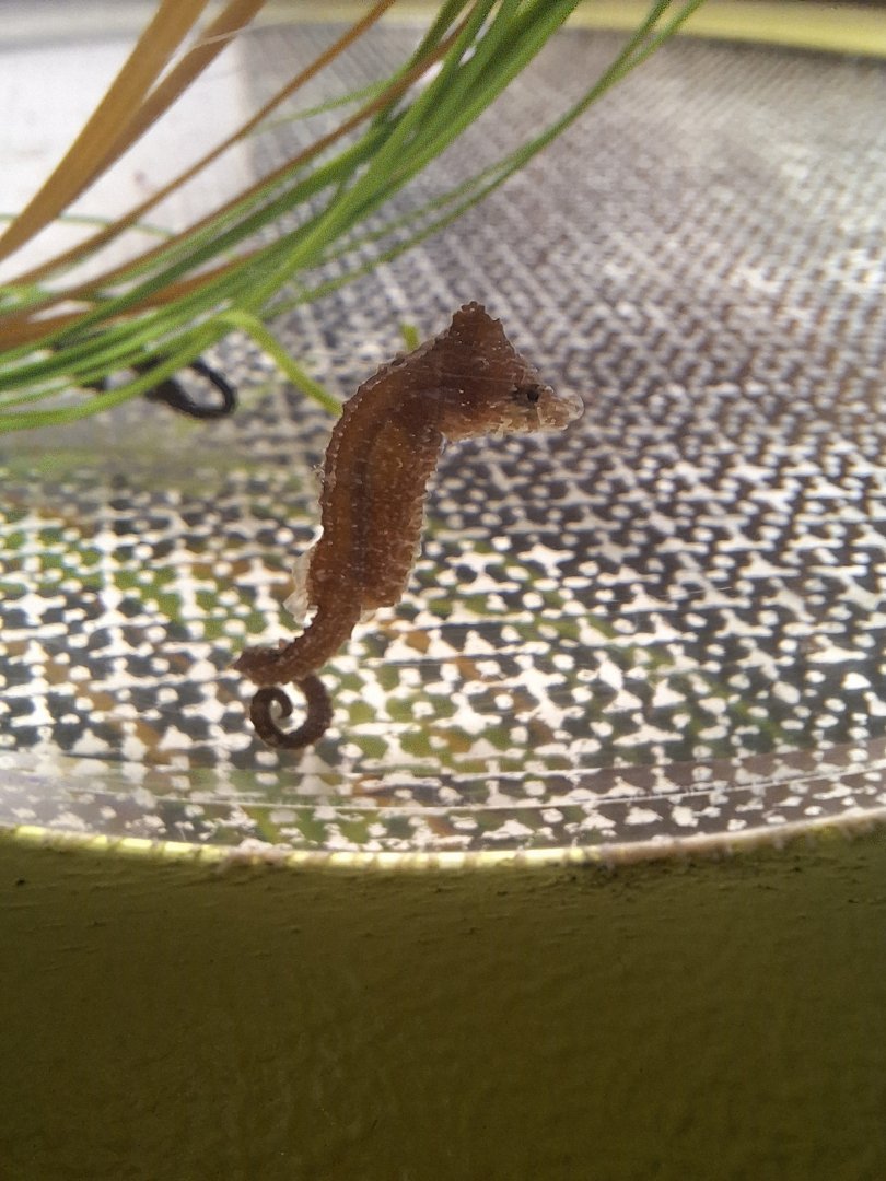 Japanese seahorse (Hippocampus mohnikei)