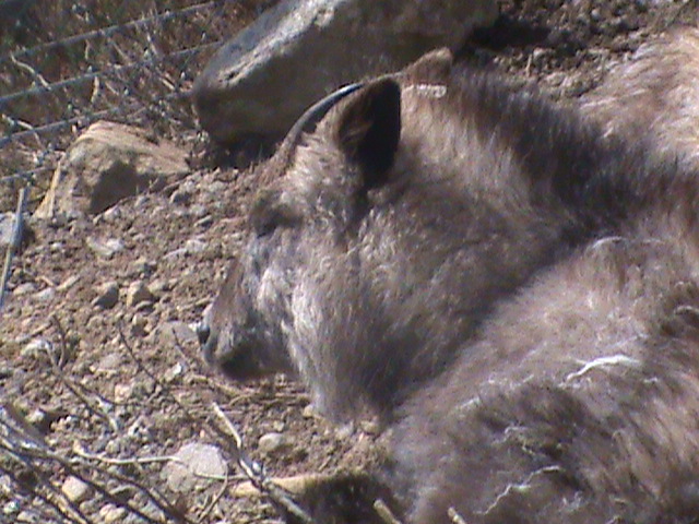 japanese serow 04/10