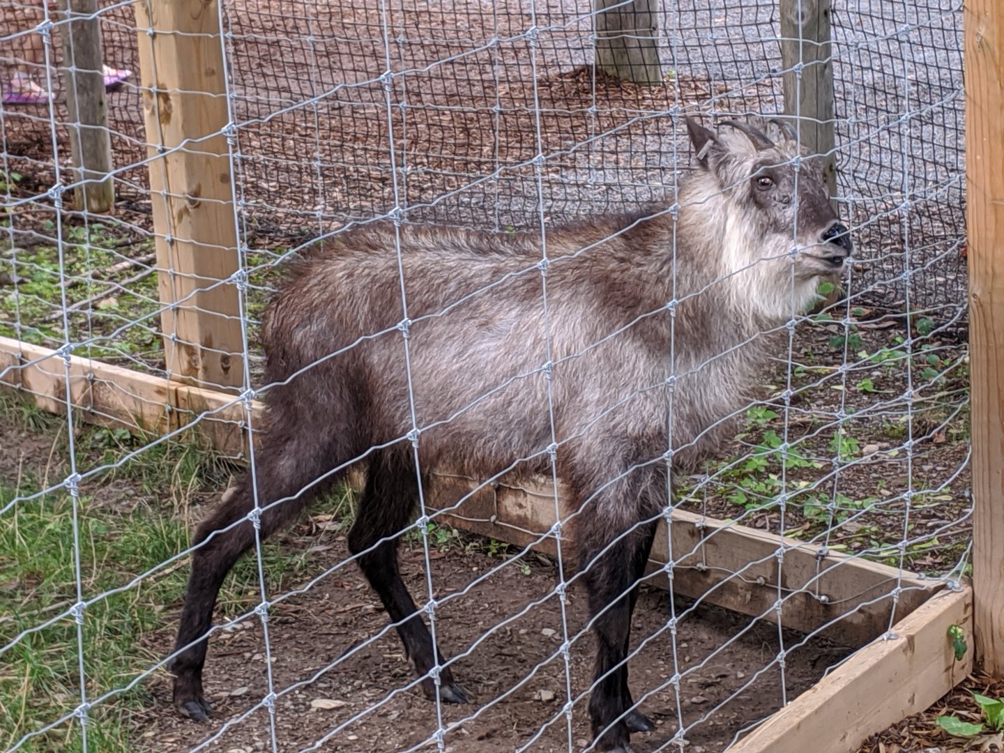 Japanese Serow - 24-08-2020