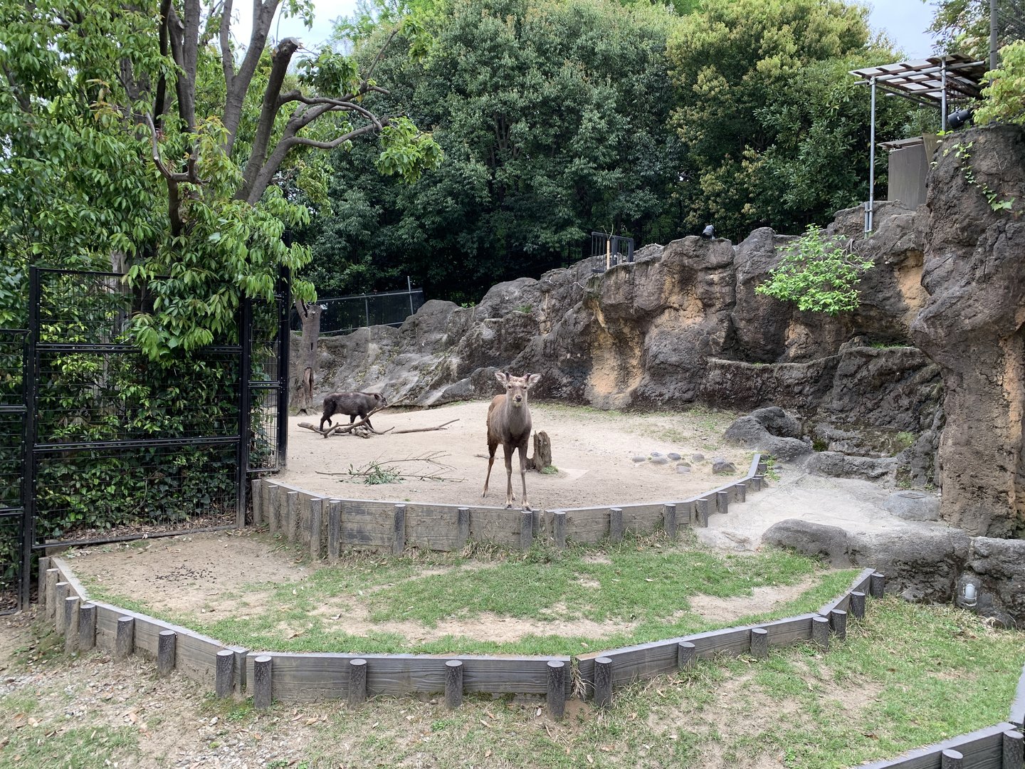 Japanese Serow and Ezo Sika Deer