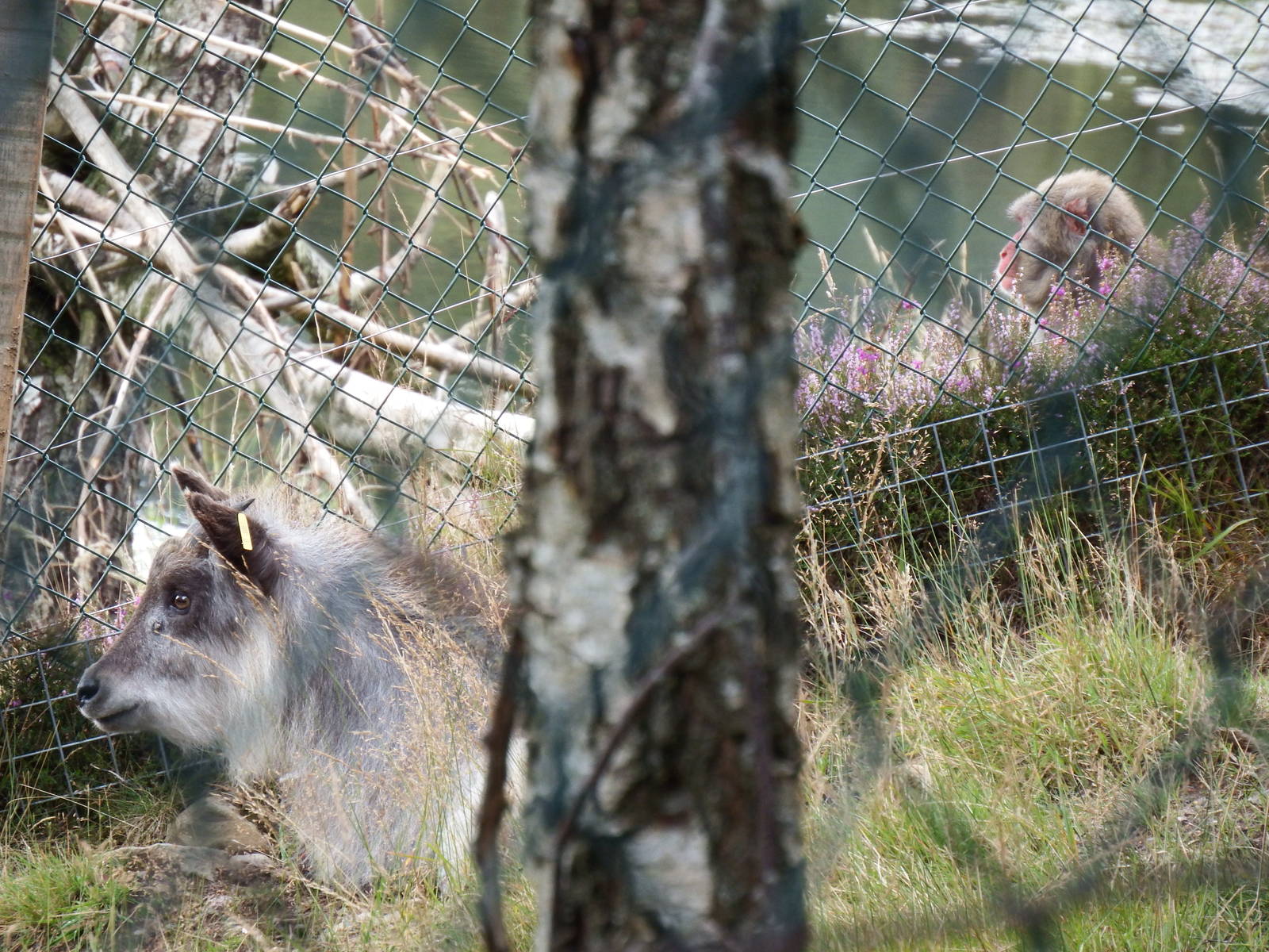Japanese Serow and Macaque