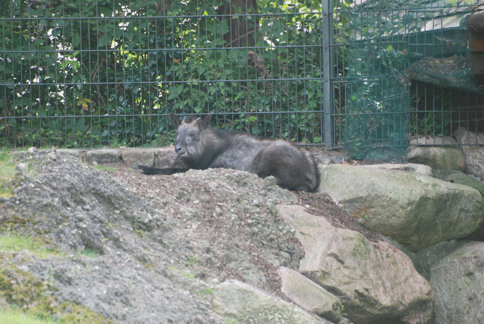 Japanese Serow at Berlin Zoo, 31/08/11