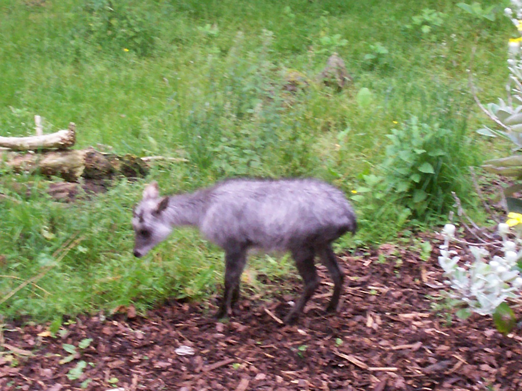 japanese serow at edinburgh zoo