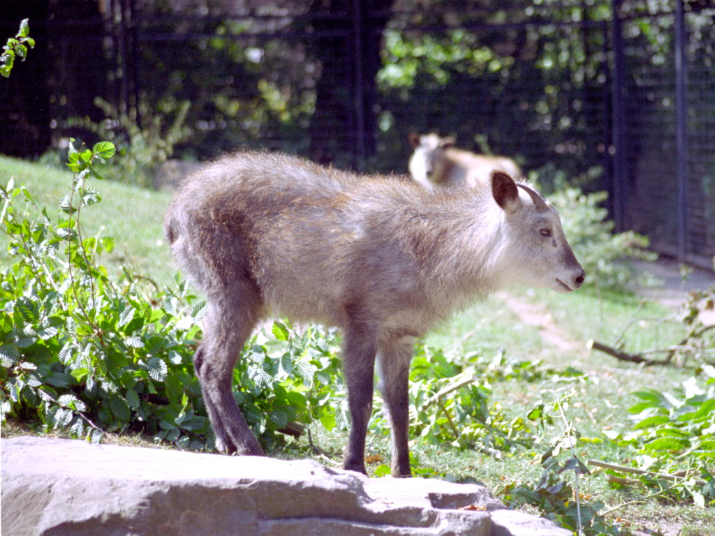 Japanese Serow at Magdeburg 09/09/2005