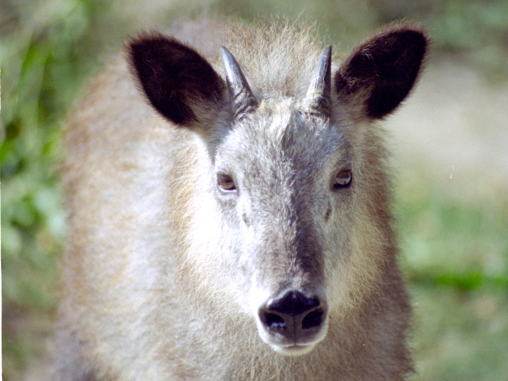 Japanese Serow at Magdeburg 09/09/2005