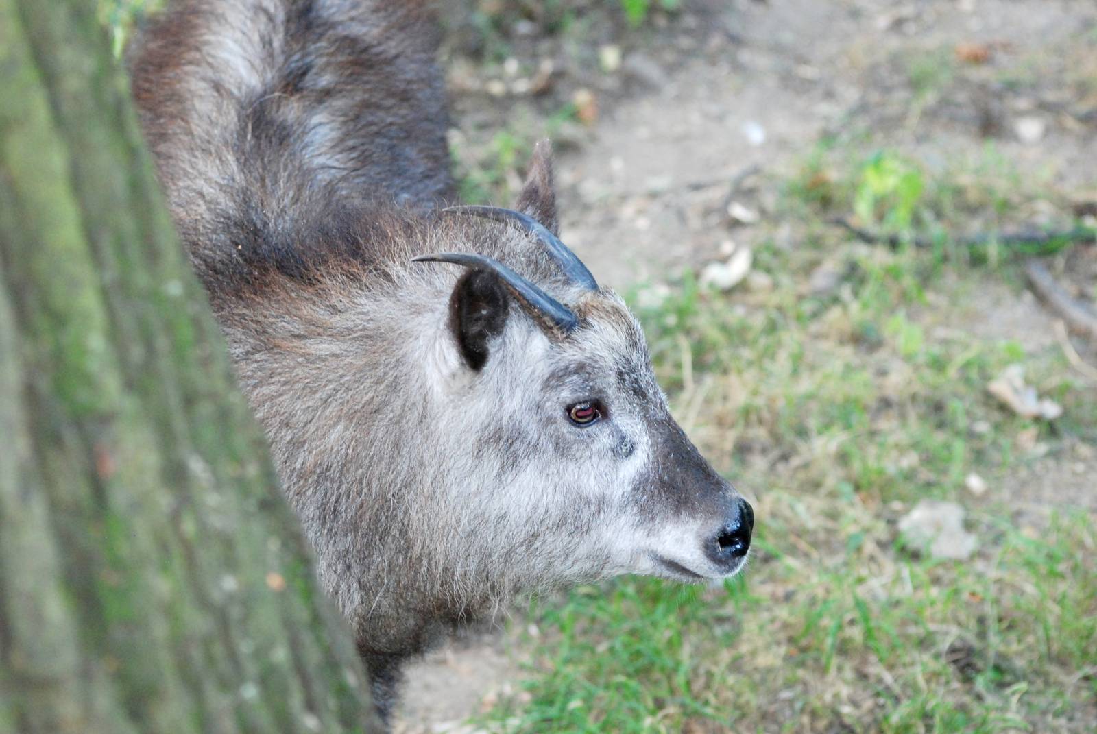 Japanese Serow at Usti, 29/08/12